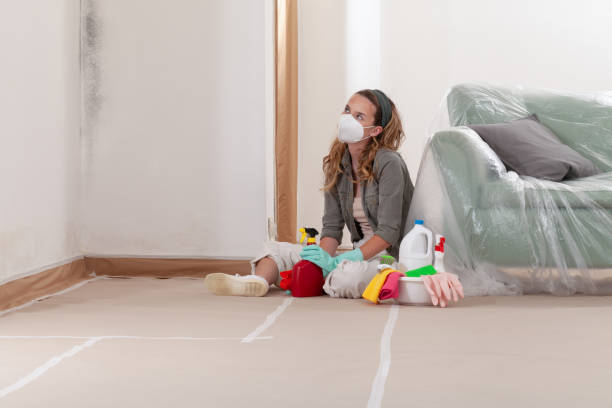Reliable Mold Cleanup contractor in Georgetown, CO by Cheap Mold Removal