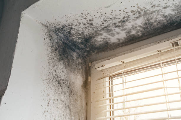 Affordable Mold Cleanup solutions in Georgetown, CO